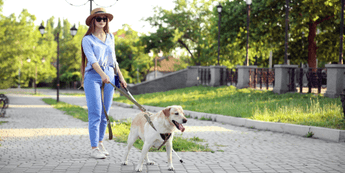 trainingservicedog345-min.png