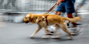 trainservicedog345-min.png